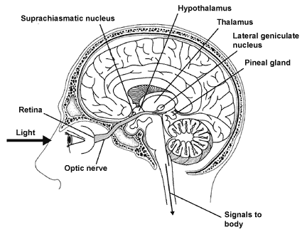 brainbiolgicalclock