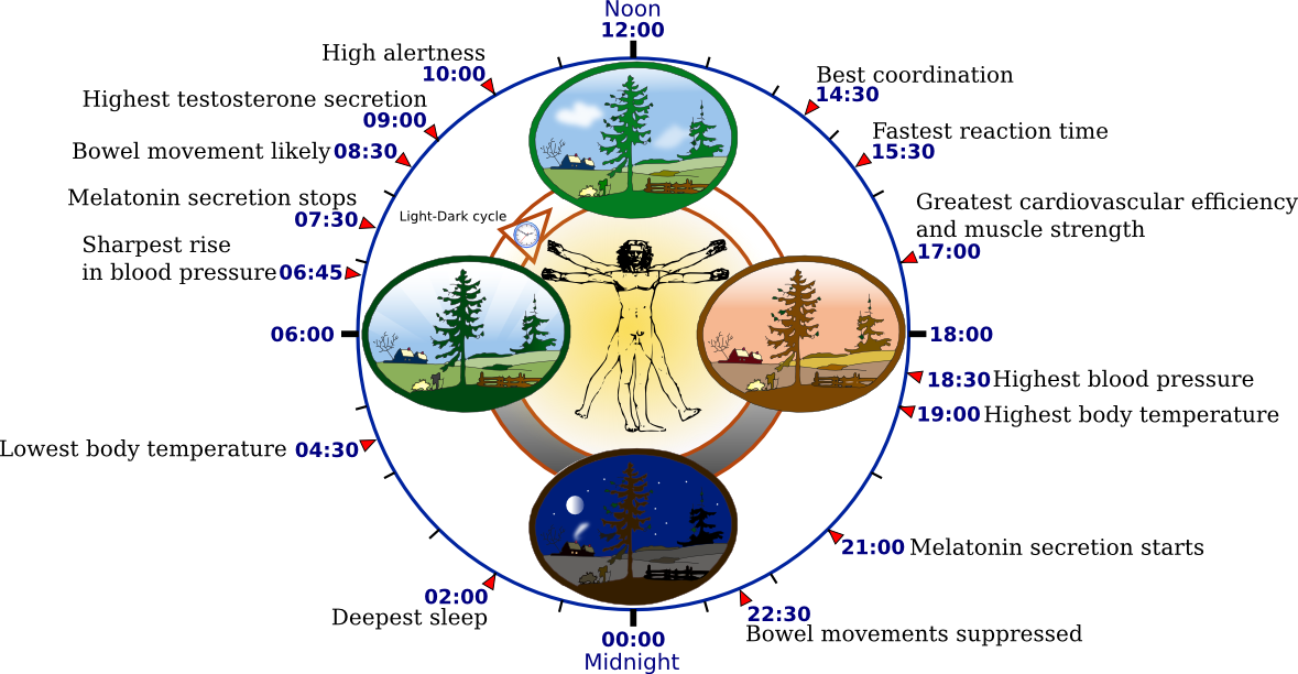 circadianrhythm
