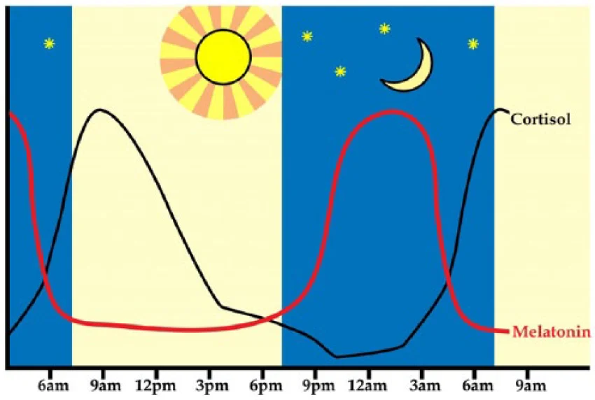 cortisol circadian